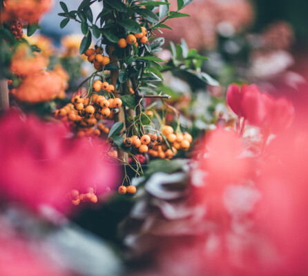 Nahaufnahme einer Pflanze mit orangen Beeren