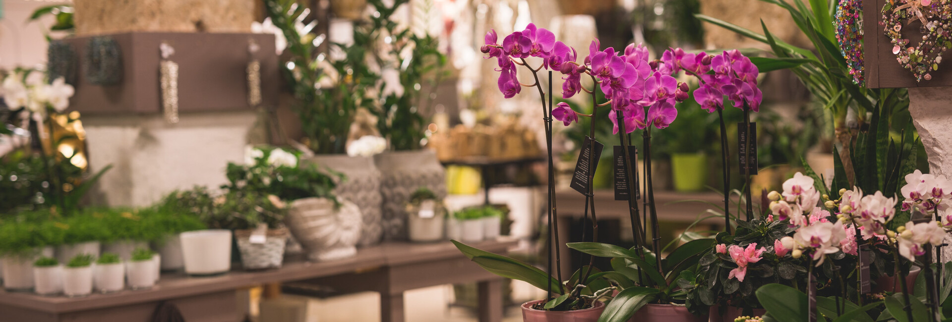Verschiedene Orchideen im Blumengeschäft Fuchsberger in Salzburg