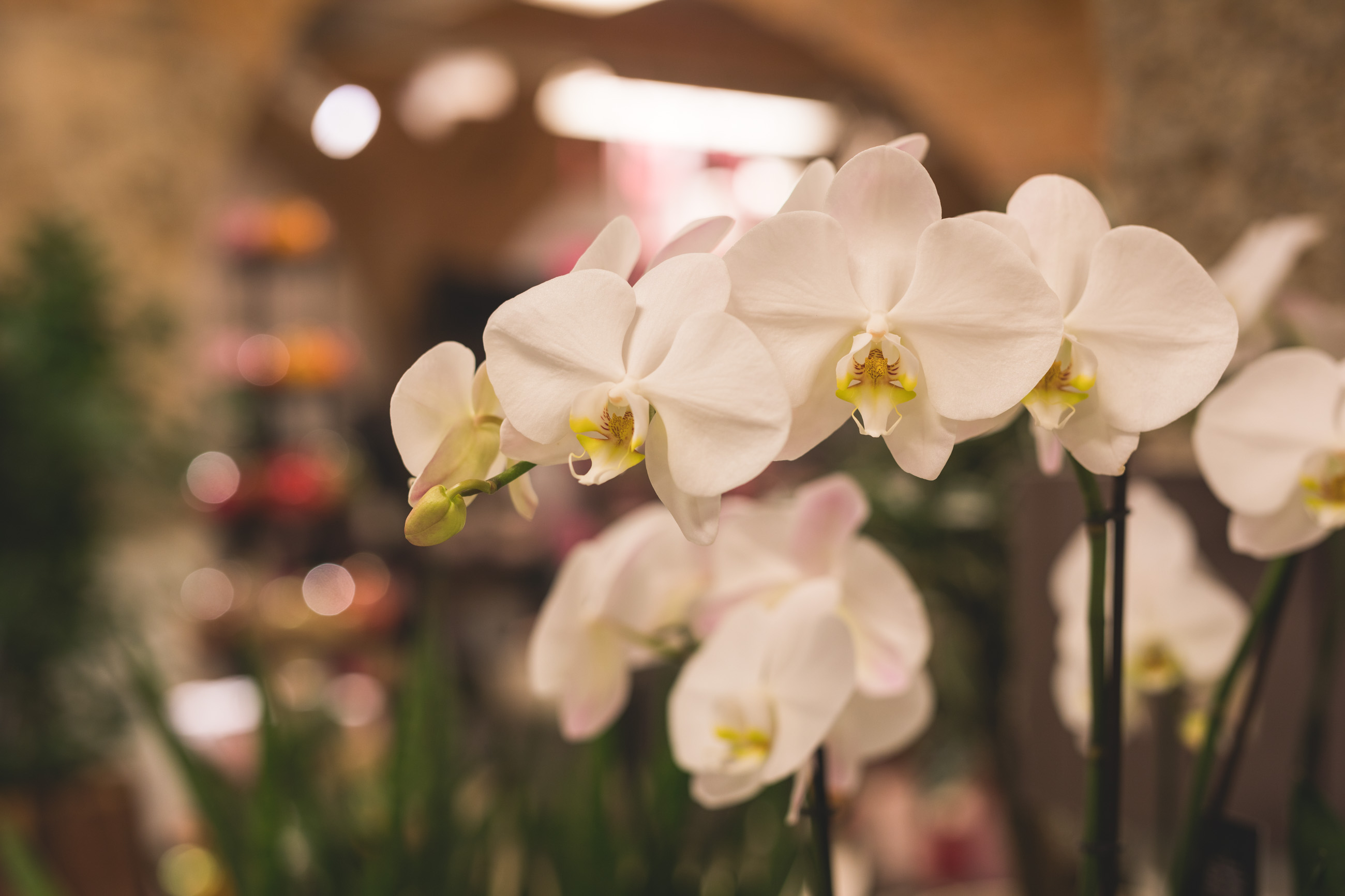 Nahaufnahme der Blüten einer weißen Orchidee