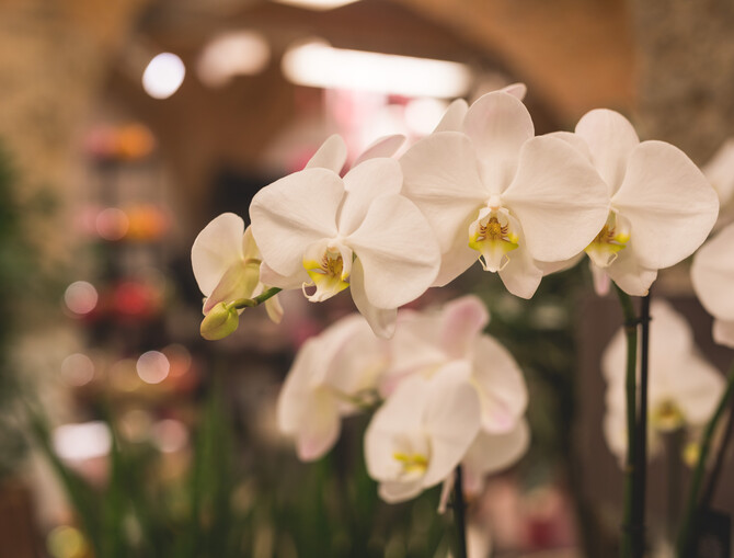 Nahaufnahme der Blüten einer weißen Orchidee
