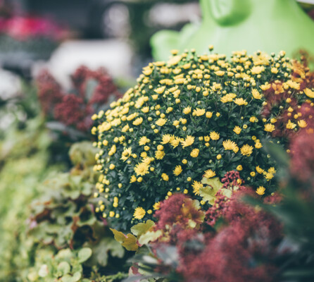 Eine gelb blühende, große Topfpflanze
