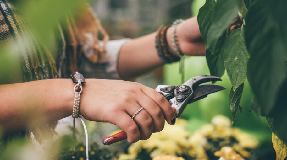 Eine Mitarbeitern kürzt mit einer Baumschere die Blätter eine Pflanze