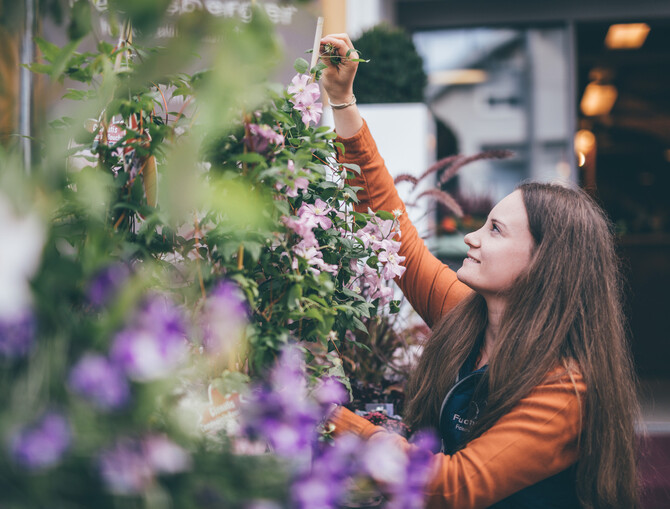 Eine Mitarbeiterin umsorgt gewissenhaft einen Strauch mit rosa Blüten