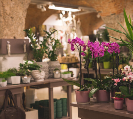 Aufnahme von mehreren Topfpflanzen im Blumengeschäft Fuchsberger in Salzburg