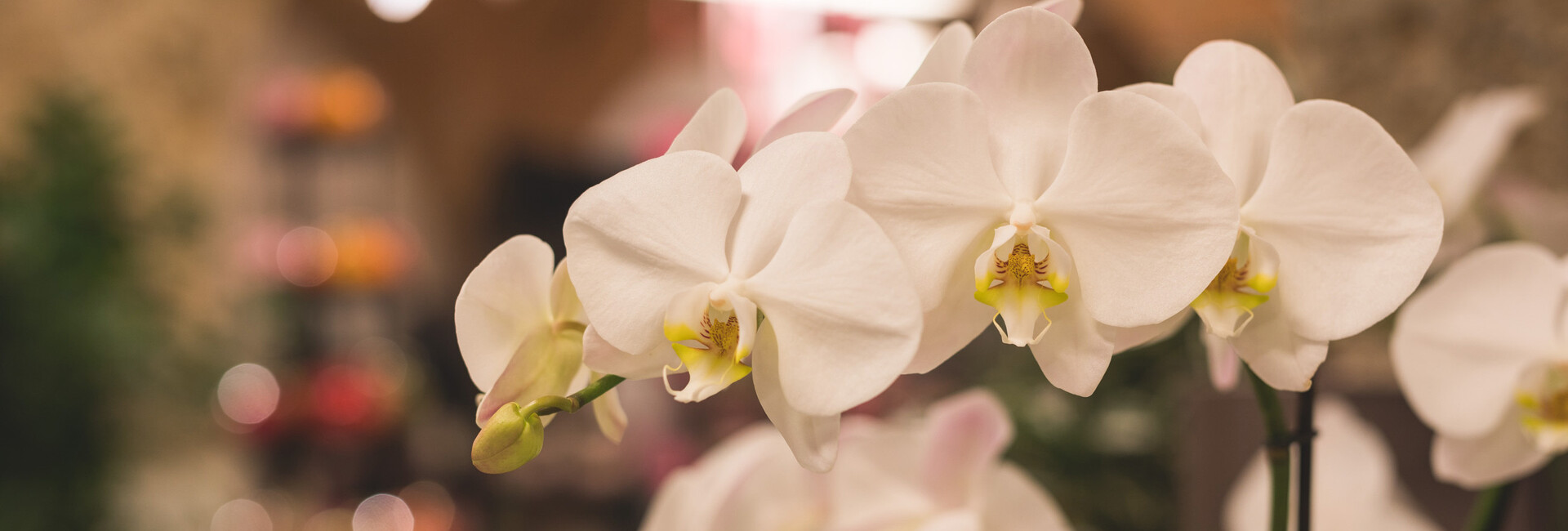 Nahaufnahme einer weißen Orchidee