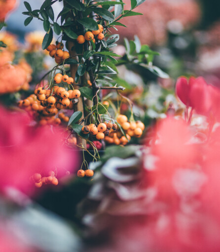 Detailaufnahme eines Baums mit vielen orangen Beeren