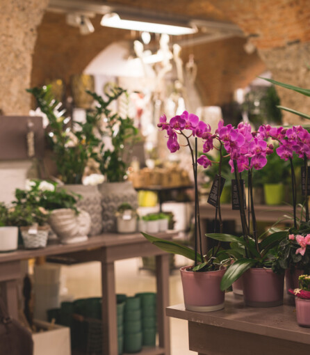 Verschiedene Orchideen und andere Topfpflanzen im Blumengeschäft Fuchsberger